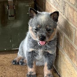 Boy 1 - Blue male Australian Cattle Dog puppy in Irvington, Kentucky from Dry Valley’s Australian Cattle Dogs