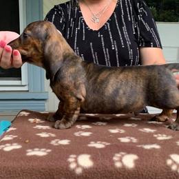 Dachshund Puppies from Lil Deschutes