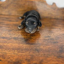 Frost - Black and tan male Dachshund puppy in Squires, Missouri from Hudson’s Hounds