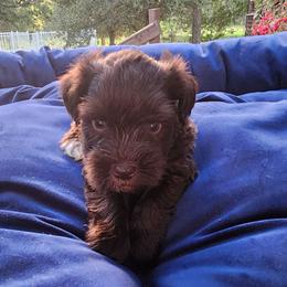 Sweet Pups Chocolate Mousse - Parti male Miniature Schnauzer puppy in North Zulch, Texas from Sweet Pup Schnauzers