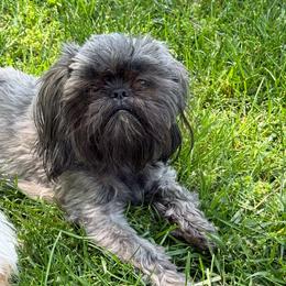 Sassy - Shih Tzu