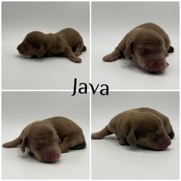 Java AKC limited - Chocolate and cream female Dachshund puppy in Bartlesville, Oklahoma from Kippers Keepsake Dachshunds