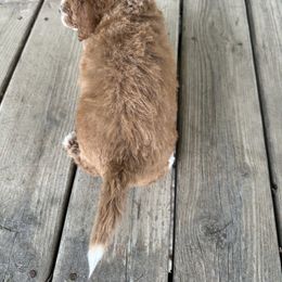 Gunner - Red male Cavapoo puppy in Camden, Michigan from FurEver Friends Finder