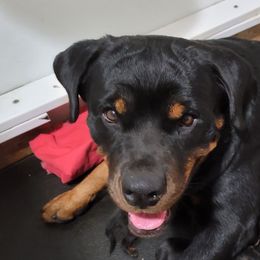 Gracie - Rottweiler