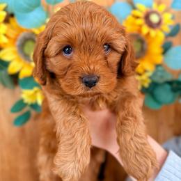 Nemo - Red male Cavapoo puppy in Toms River, New Jersey from CavaloveNJ