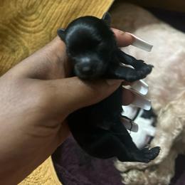 Lomo - Black male Maltipoo puppy in Long Island, New York from Minipaws kennel