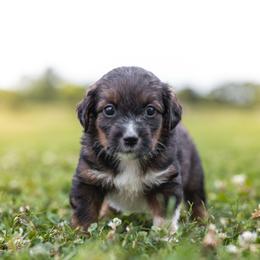 Poncho - Black tri male Miniature Australian Shepherd puppy in Yantis, Texas from Marie Mini Aussies