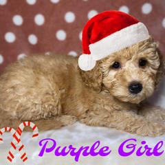 Purple Girl - Apricot Goldendoodle puppy in Excelsior Springs, Missouri from Zoodles Micro Goldendoodles