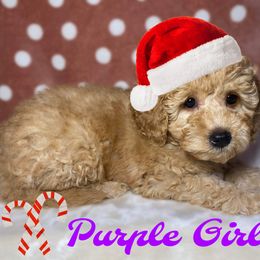 Purple Girl - Apricot Goldendoodle puppy in Excelsior Springs, Missouri from Zoodles Micro Goldendoodles