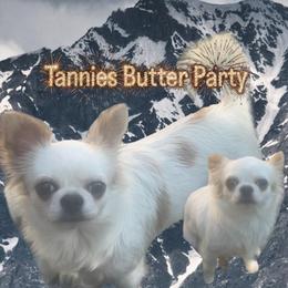 Tannis - Chihuahua
