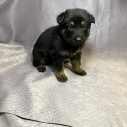 Esme - Light Green Collar - Black and tan female German Shepherd puppy in Greenwood, Arkansas from West Haus Shepherds