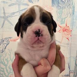 Meet Magnolia, she is a beautiful flashy girl - Fawn female Boxer puppy in Evans, Georgia from Kimberly's Boxers