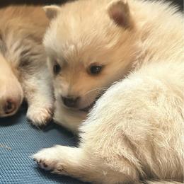 Bee - Red and white female Pomsky puppy in Oak Harbor, Washington from Island Pomskies