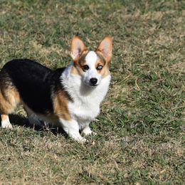 Tito - Pembroke Welsh Corgi