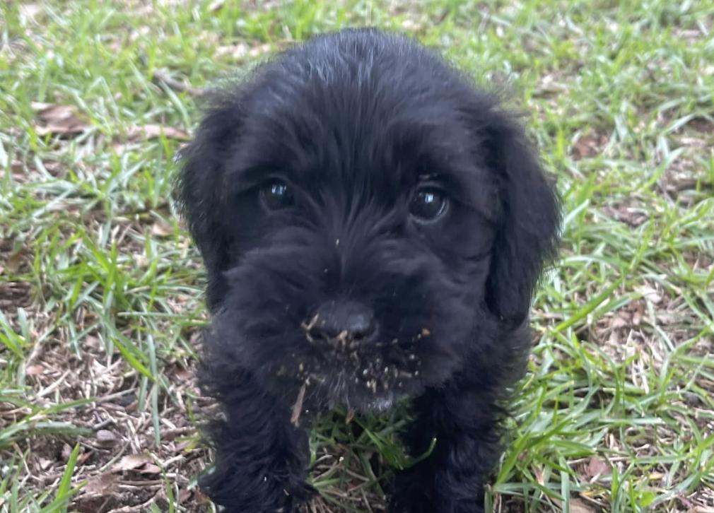 DJS Delightful Miniature Schnauzers in North Carolina Miniature