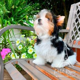 Valentina - Black tan and white female Biewer Terrier puppy in Iva, South Carolina from Petit Bijou