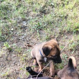 Cassian - Fawn male Belgian Malinois puppy in Alger, Michigan from Aspen’s Edge Kennel