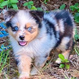 BoPeep - Blue merle female Miniature Australian Shepherd puppy in Patterson, North Carolina from DreamLine Aussies