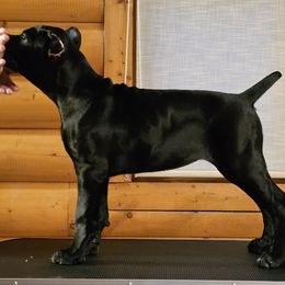 Princess - Black Cane Corso puppy in Rock Creek, Ohio from Sacred Mission