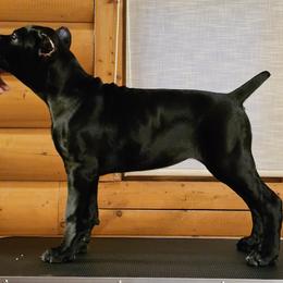 Princess - Black Cane Corso puppy in Rock Creek, Ohio from Sacred Mission