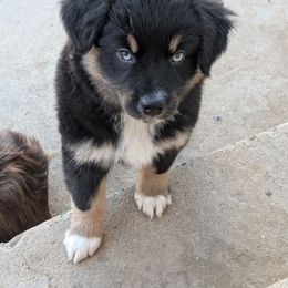 Teeter - Black tri-color female Australian Shepherd puppy in Sanger, California from A&M Australian Shepherds
