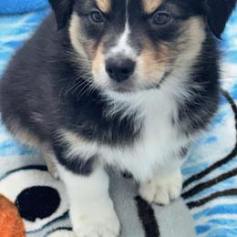 Porter - Black tri-color male Australian Shepherd puppy in Wrightstown, New Jersey from Hartzland Farm Australian Shepherds