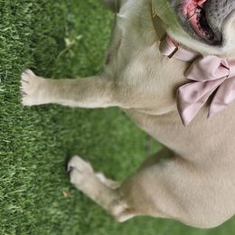 Stella - French Bulldog