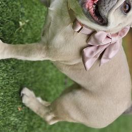 Stella - French Bulldog