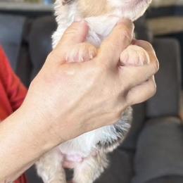 Valentino - Blue merle male Australian Shepherd puppy in Williston, Florida from Over The Rainbow Aussies