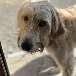 Soleil PR - Apricot female Pyredoodle puppy in Prescott, Washington from Washington Pyredoodles