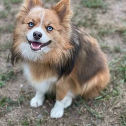 Rue - Pomsky