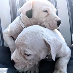 Boy 2 - Dogo Argentino puppy in Pueblo, Colorado from Palace Guard Dogos