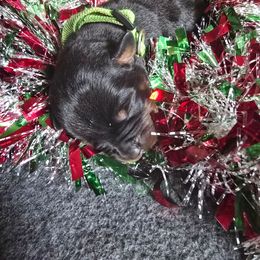 Sheldon - Black and rust male Rottweiler puppy in Peoria, Arizona from Von Diamond Hearts Rottweilers