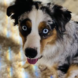 Miniature Australian Shepherds from Caldwell Aussies