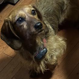 Ween - Dachshund