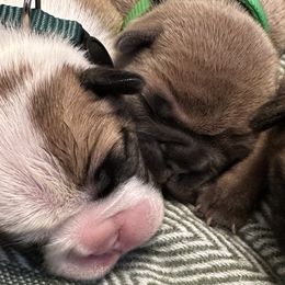 French Bulldogs from Frontier Frenchies, LLC