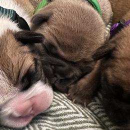 French Bulldogs from Frontier Frenchies, LLC
