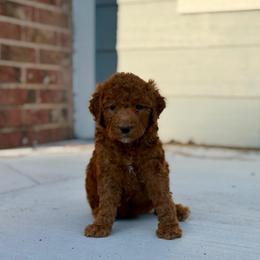 Purple - Red  female Goldendoodle puppy in Spring, Texas from The Doodle Den
