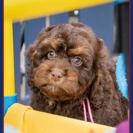 Stella - Brown and tan female Cockapoo puppy in Connersville, Indiana from Deaz Doodle Ranch