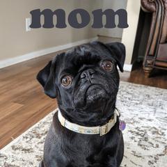Lucy - Pug
