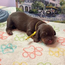AKC Male 2600 - Chocolate and tan male Dachshund puppy in Summerville, South Carolina from Funk's Four-Legged Friends