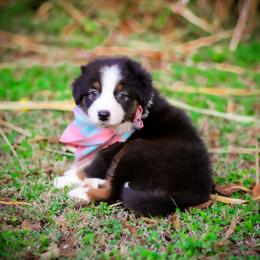Grace - Black tri-color female Australian Shepherd puppy in Belton, Texas from Brilliant Beautiful Australian Shepherds