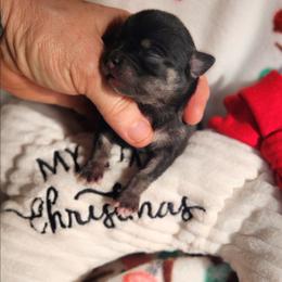 Nikolai - Black and tan male Chihuahua puppy in Gerald, Missouri from OutLaw Chihuahua's