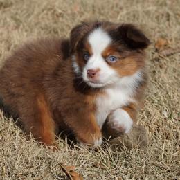 Red Merle 1 - Red merle male Miniature Australian Shepherd puppy in Lawton, Oklahoma from Lindsey’s Aussies