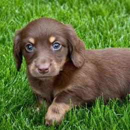 Griffin - Chocolate and cream male Dachshund puppy in Salem, Oregon from Longdox Mini Dachshunds