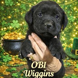OBI Wiggins - Black boy - 6389 - Black male Labrador Retriever puppy in Brandywine, Maryland from QVR Labradors and Leonbergers