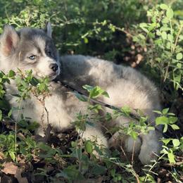 Pomsky and Siberian Husky Puppies from A-Dream Pomsky Kennel