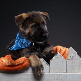 German Shepherd Puppies from Barenstadt Kennels