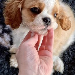 Cavalier King Charles Spaniel Puppies from Acorn Hollow Cavaliers