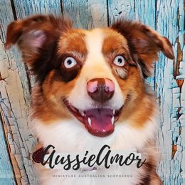 Daisy - Miniature Australian Shepherd